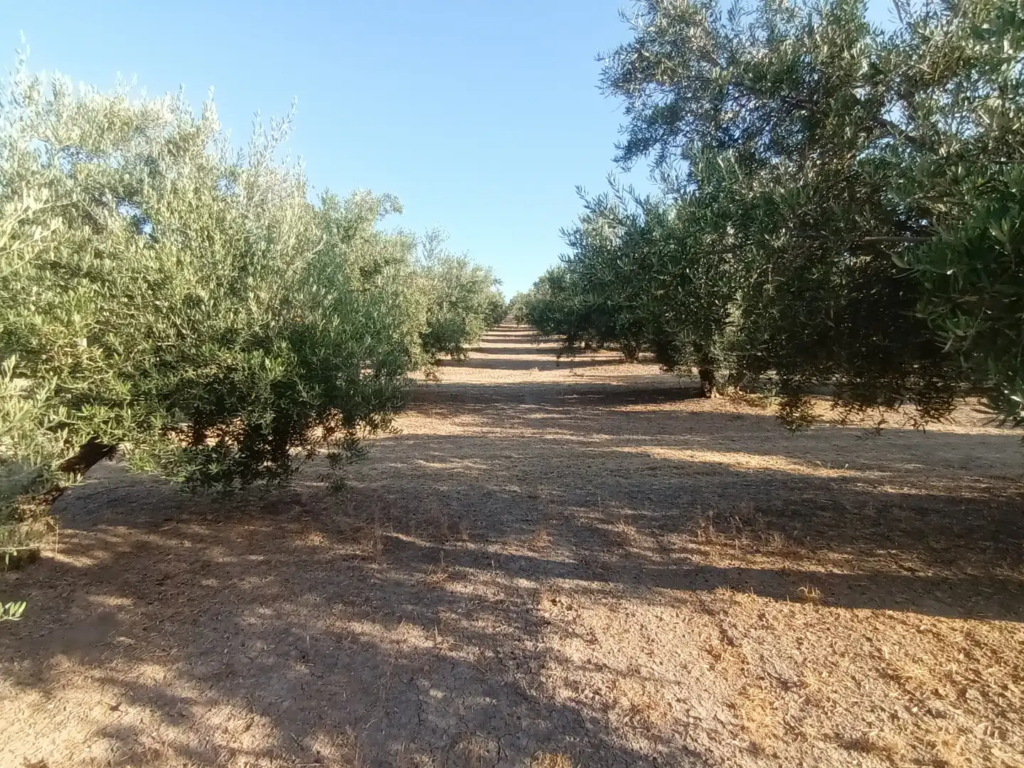 Terreno en venta en Villacarrillo