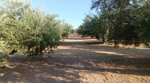 Foto 2 de Terreny en venda a Villacarrillo, Jaén