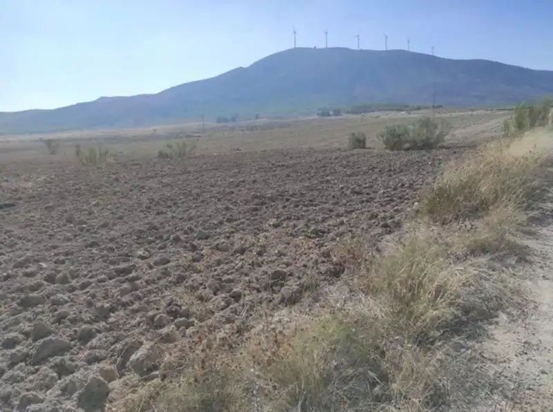 Land for sale in Cieza