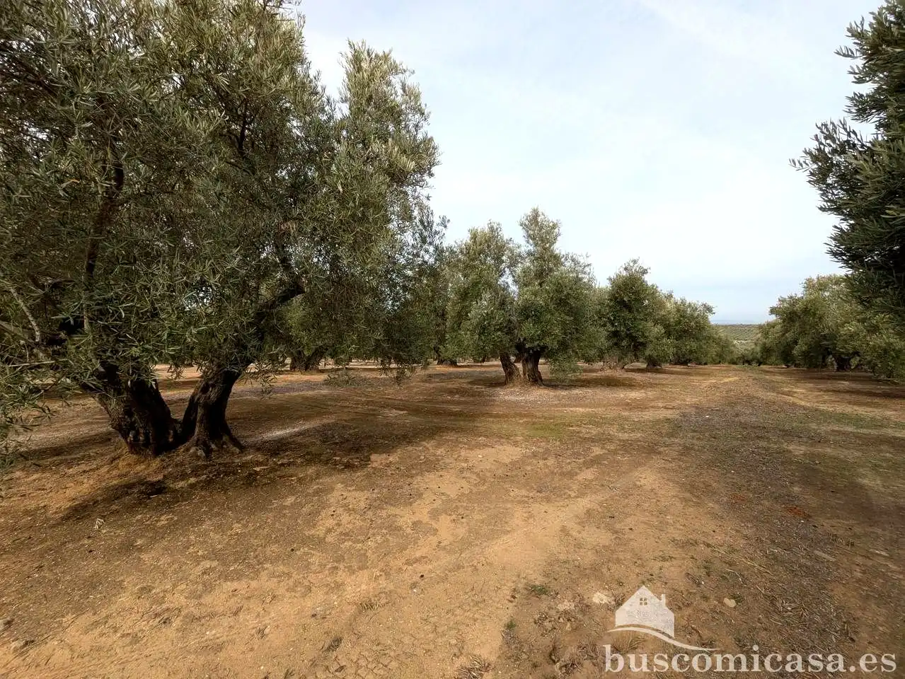 Finca rústica en venda en Baeza amb Jardí privat, Terrassa i Traster