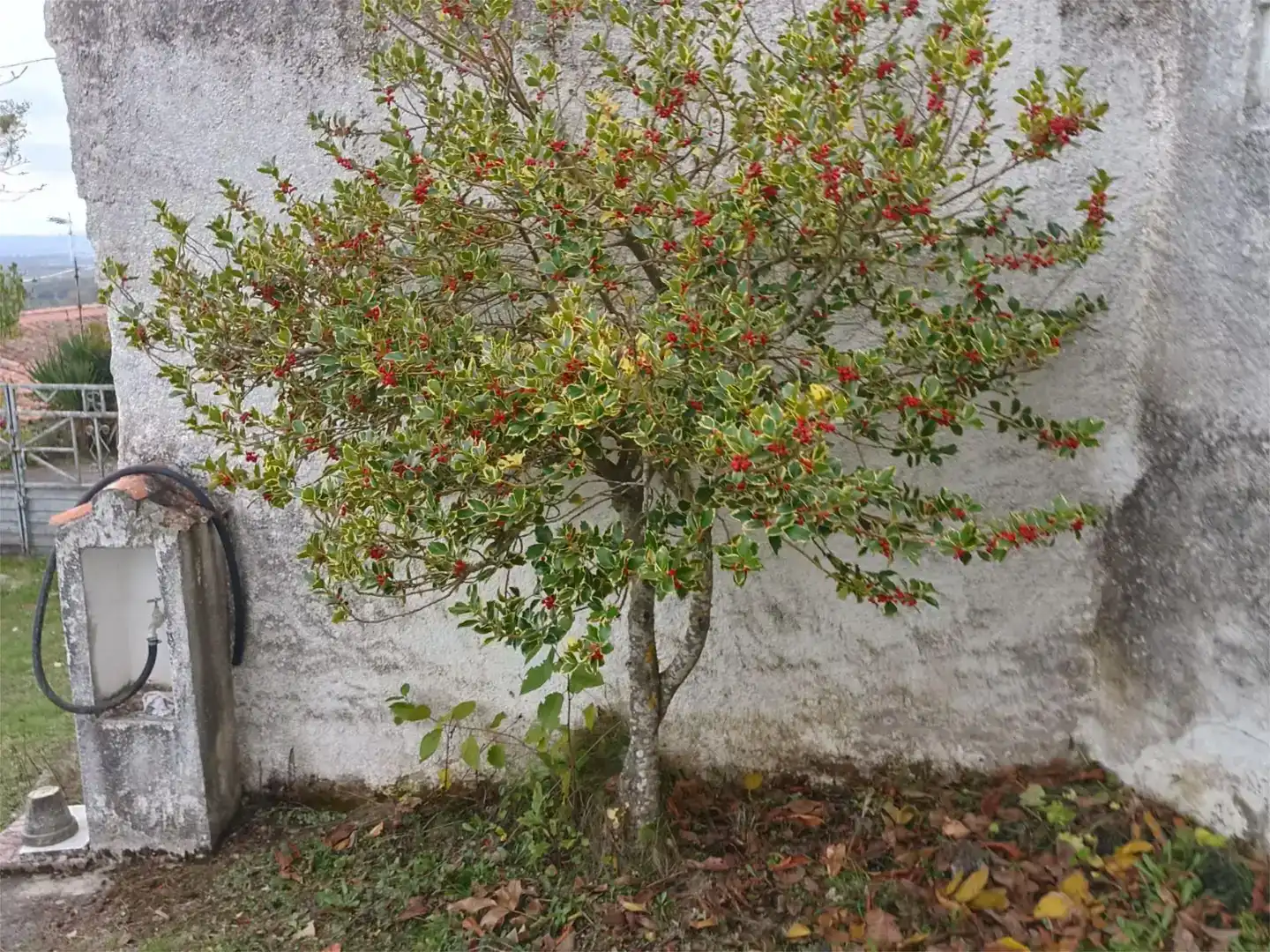 Jardín de Planta baja en venta en Membribe de la Sierra con Amueblado