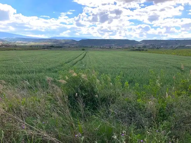 Terreny rústic en venda a Navarrete
