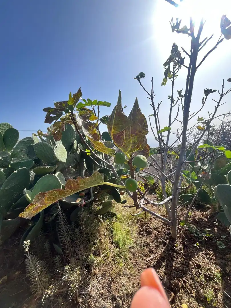 Residencial en venta en El Pinar de El Hierro