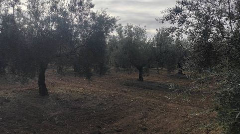 OLIVAR DE 60 FANEGAS ENTRE CABRA Y MONTURQUE, immagine 3