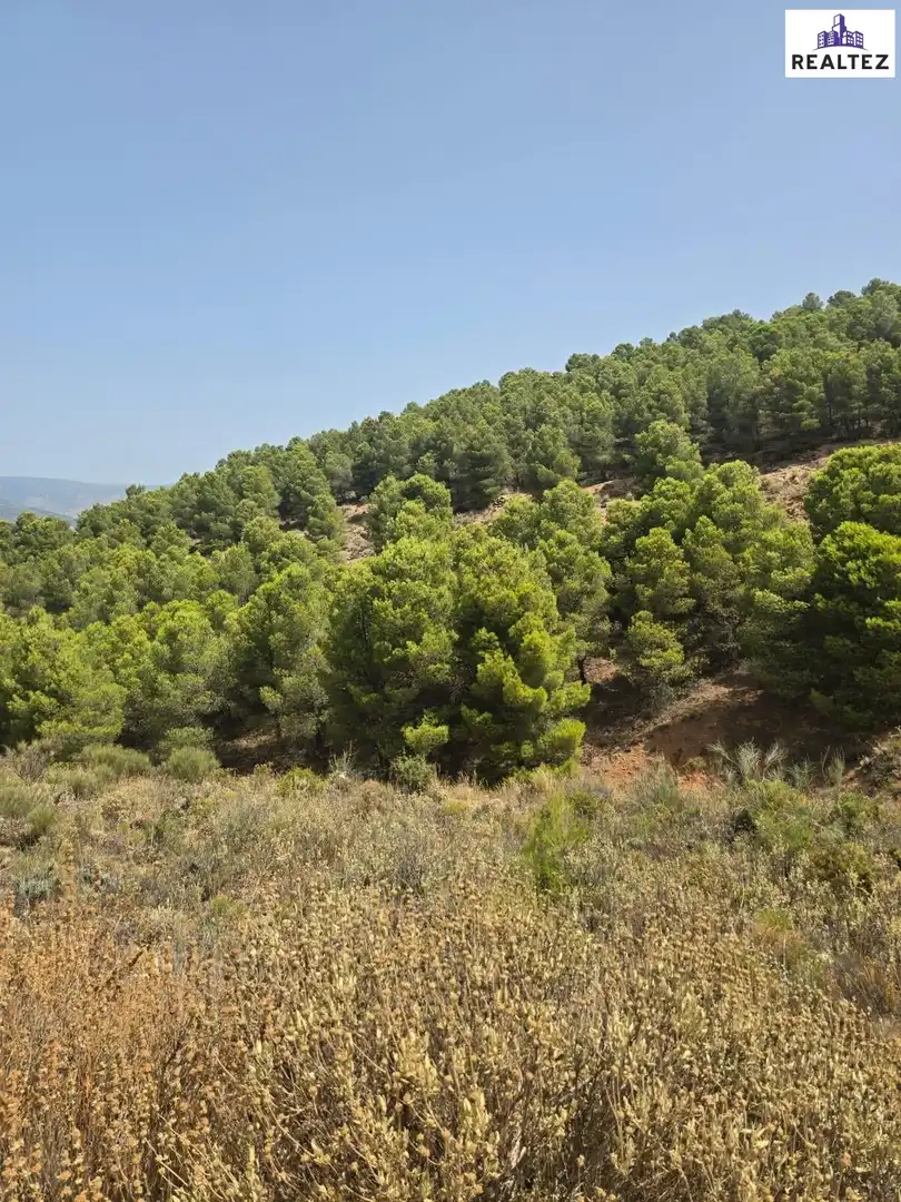Terrain rustique à vendre à Alcolea, imagen 4