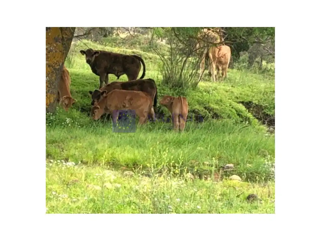 Casa o xalet en venda a Casatejada