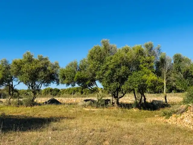 Land for sale in Manacor