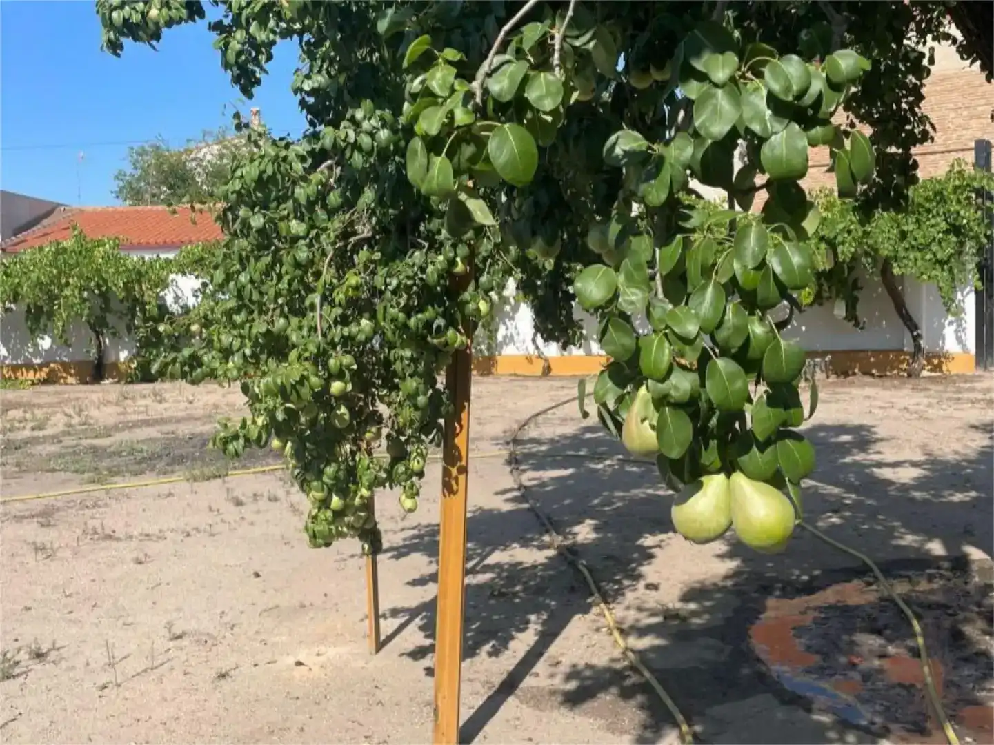 Jardín de Terreno en venta en Burujón
