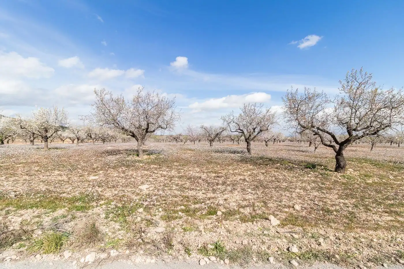 Casa o xalet en venda en Mula amb Terrassa