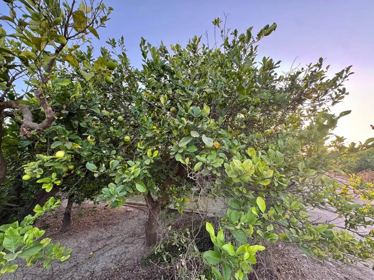 Land for sale in Orihuela