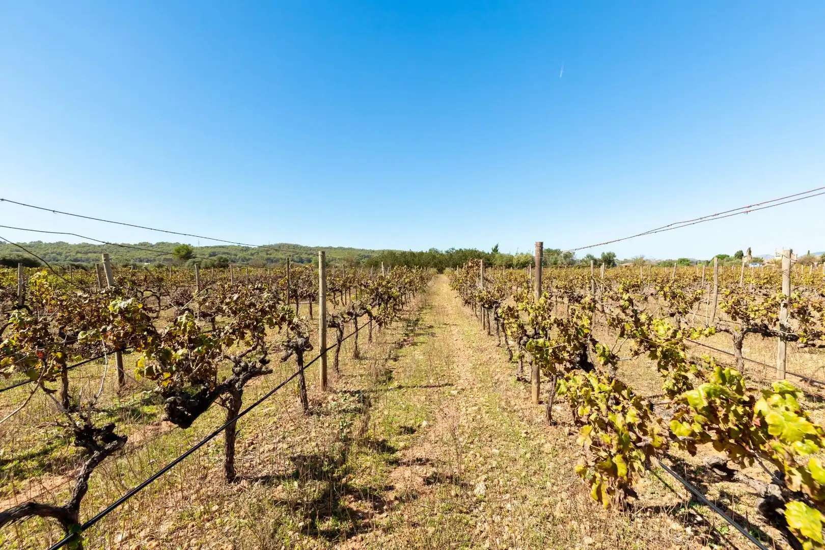 Terreno rustico in vendita a Camino POLIGONO 5, imagen 19