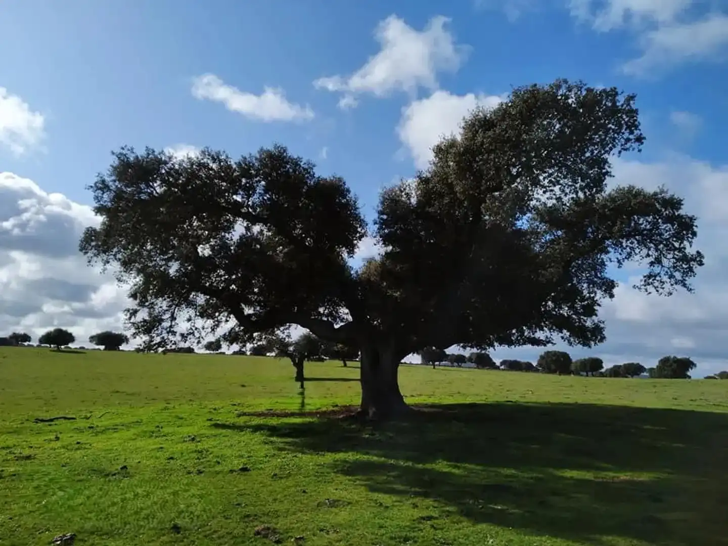 Land for sale in Vistahermosa