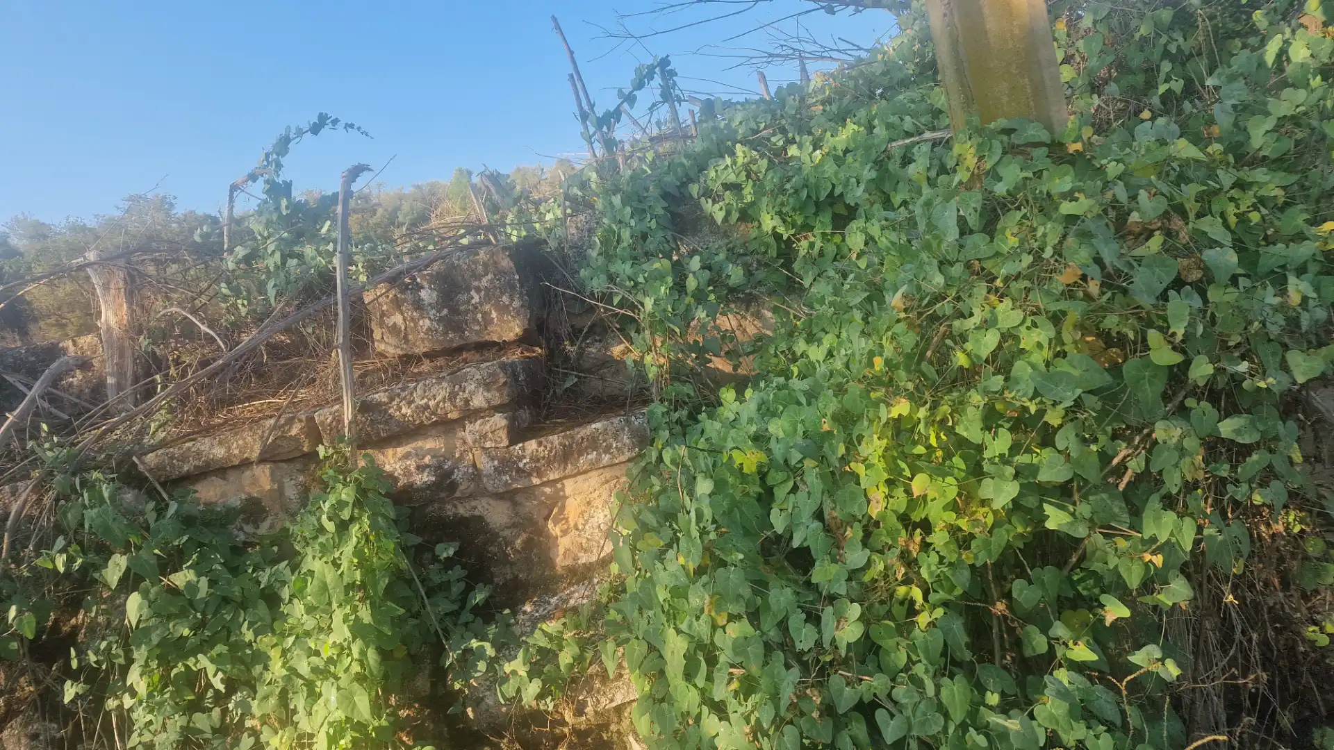 Rural land for sale in Arbeca, imagen 10