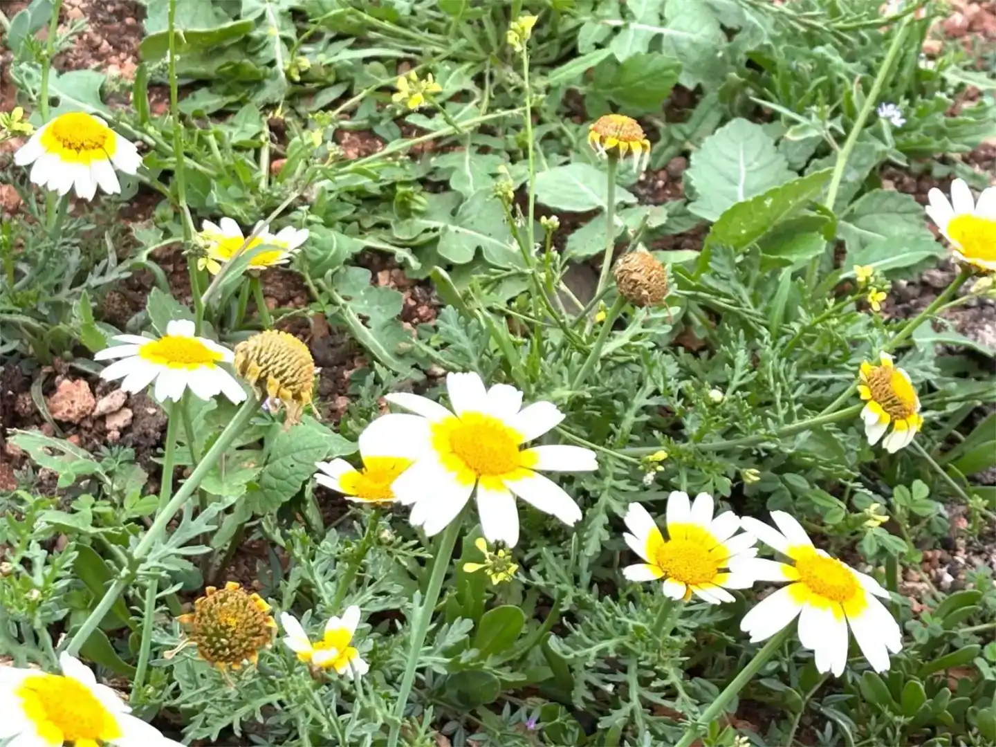Jardí de Finca rústica en venda en Ingenio