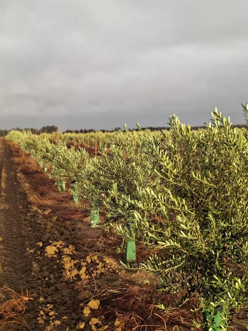 Country homes for sale in Chiclana de la Frontera  with Private garden