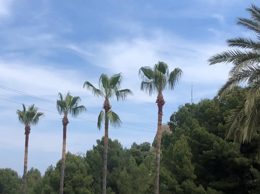 Villa mit Pool zum Verkauf in Oliva pueblo, imagen 32