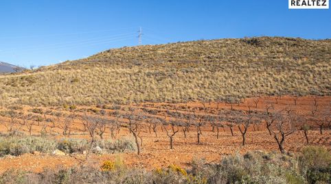 TERRENO EN VENTA EN ALCOLEA CON ALMENDROS ECOLÓGICOS EN PLENA PRODUCCIÓN, immagine 5