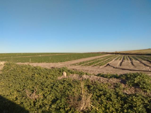 Terreno en Venta en Carretera Jerez -Guadalcacín en Caballero Bonald - San José Obrero - Guadalcacín