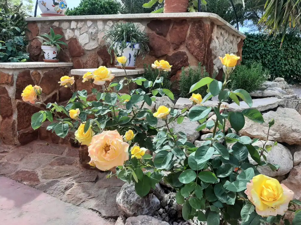 Jardí de Casa o xalet en venda en Alicante / Alacant amb Moblat