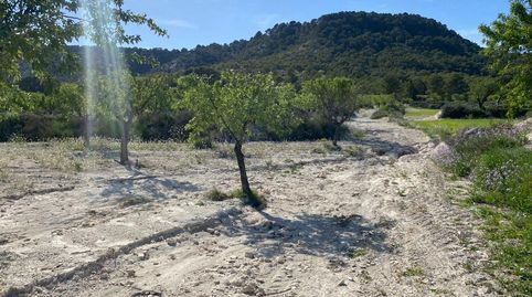 Paraíso Agrícola en la Sierra de Moratalla Almendros, Olivos y Vistas Únicas, immagine 2