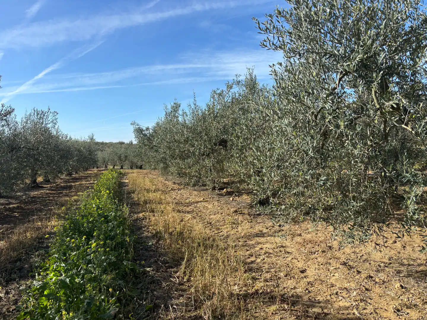 Land for sale in Sanlúcar la Mayor