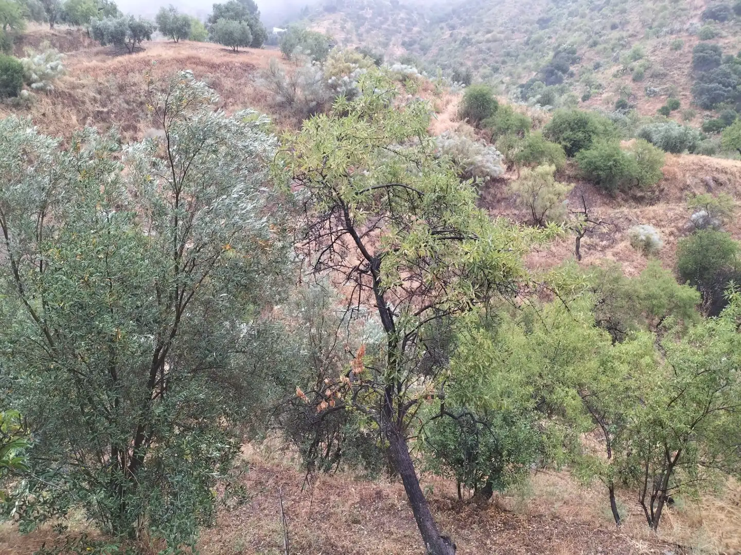 Finca rústica en venta en Málaga