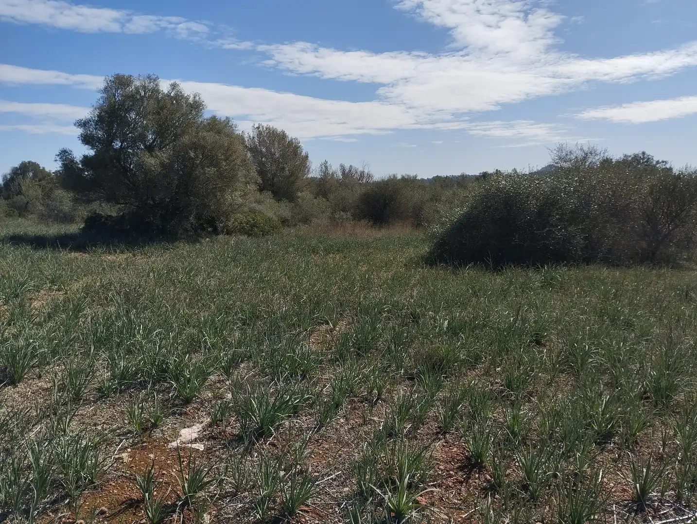 Terreno rustico in vendita a Son Gual-B 11, imagen 4
