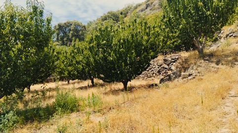 Foto 3 de Terreno en venta en N/a, -1, El Torno , Cáceres