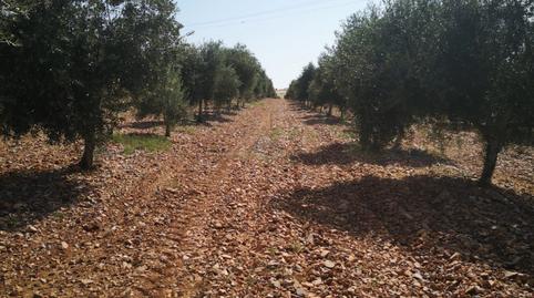 Foto 3 de Terreno en venta en Alfalfa - Santa Cruz, Sevilla