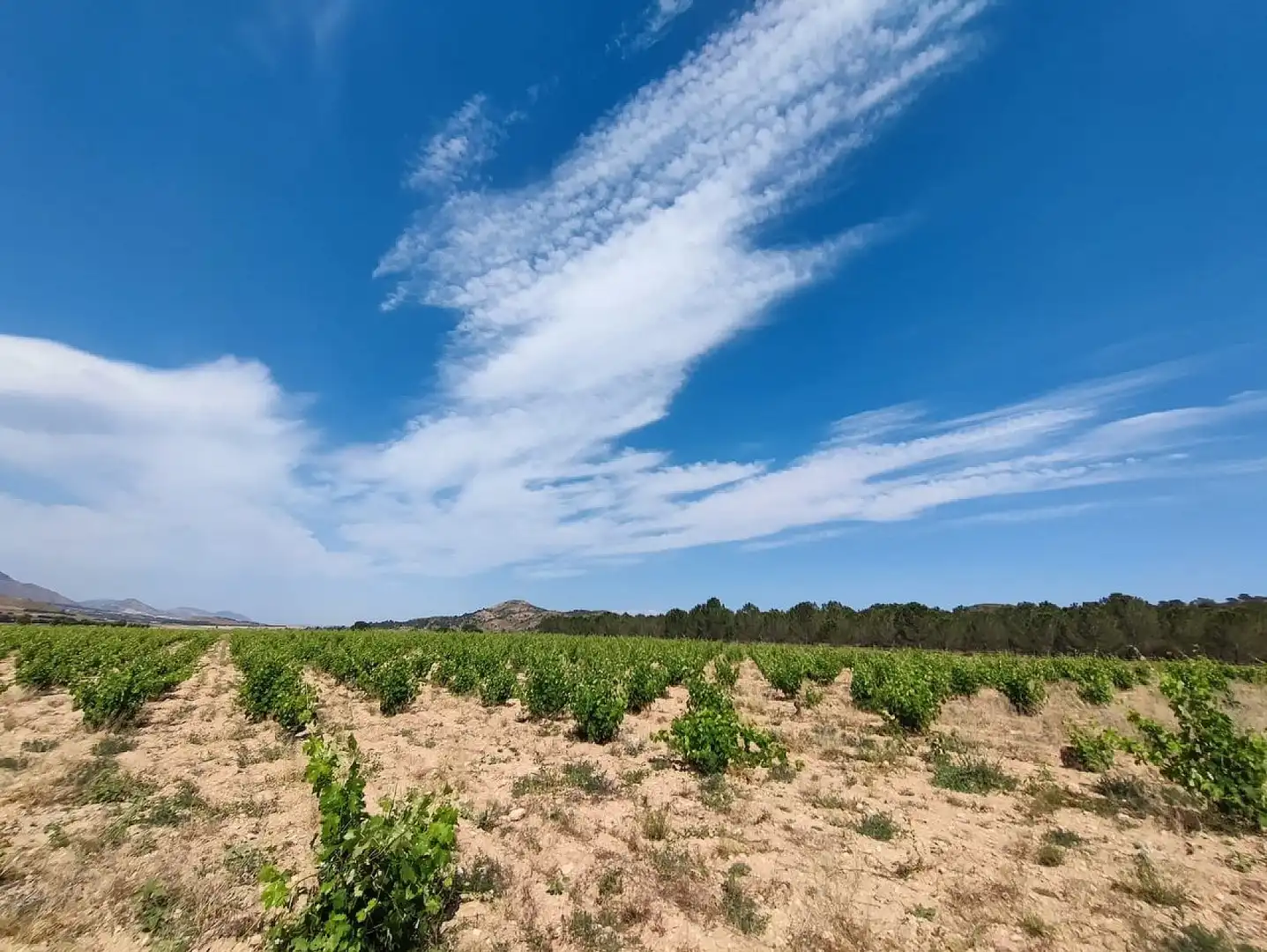 Country homes for sale in Yecla