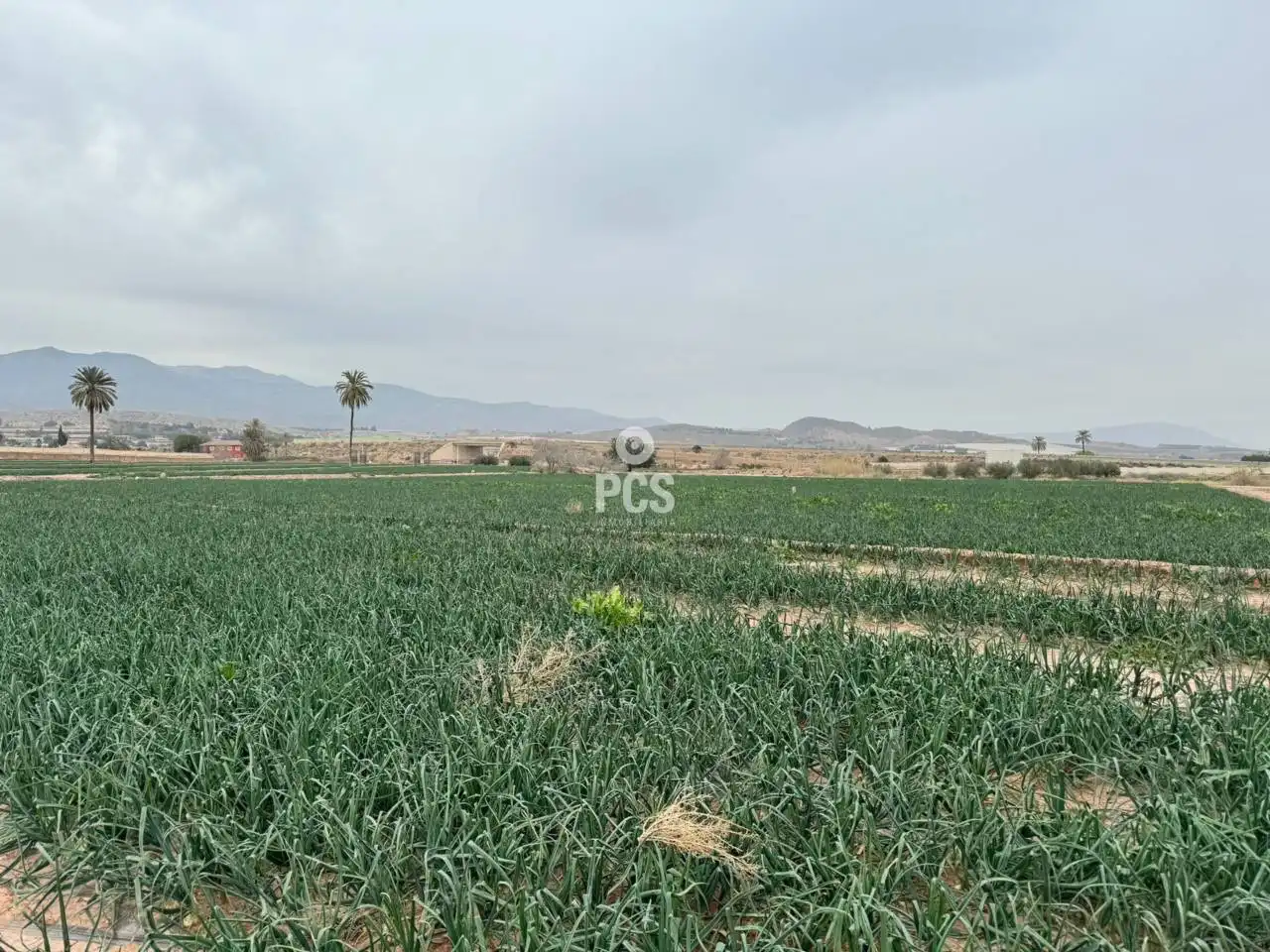 Terreny rústic en venda a Camino Huertos Nuevos Zona Ñorica S/N