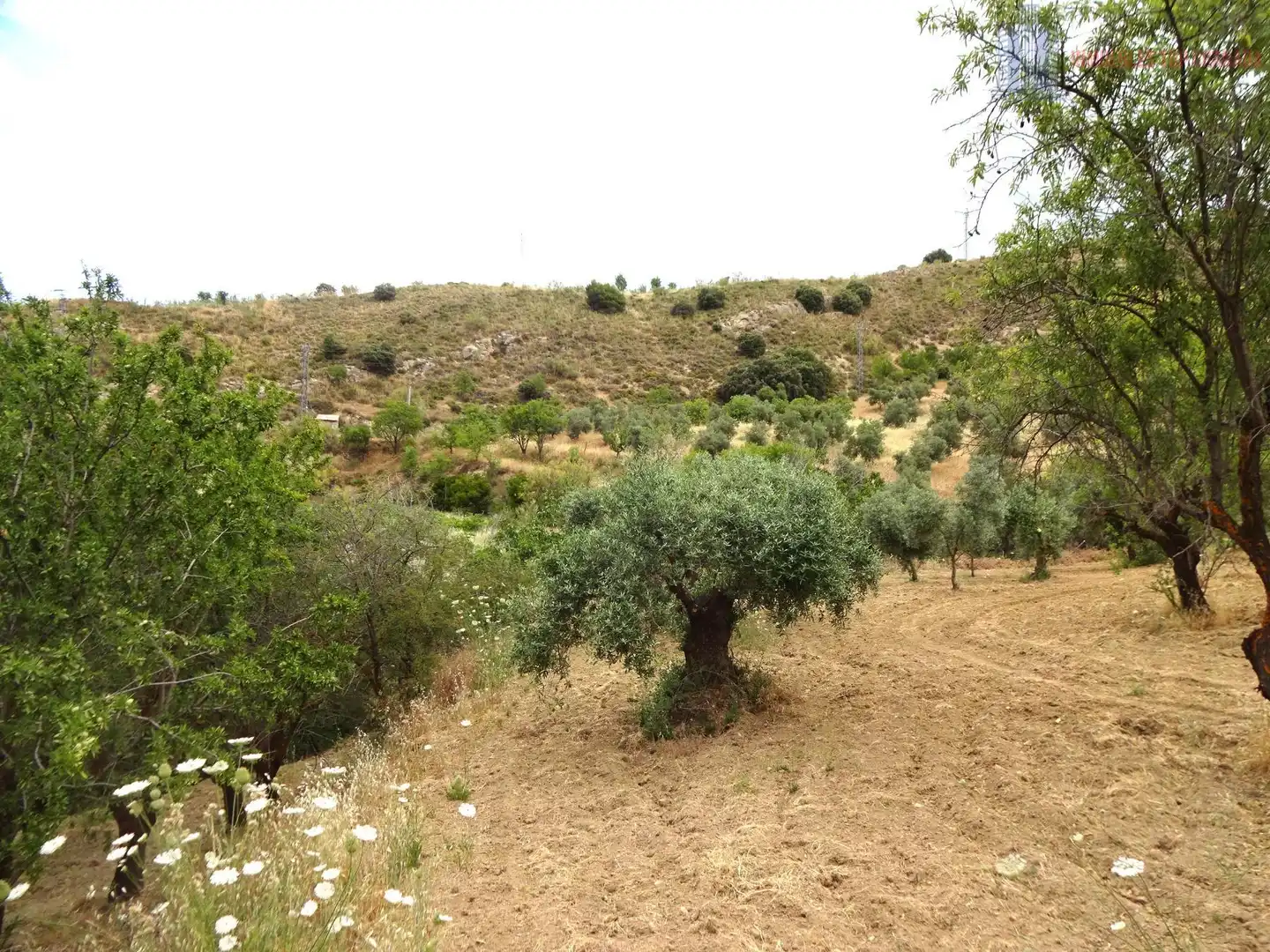 Finca rústica en venda en Pinos Genil