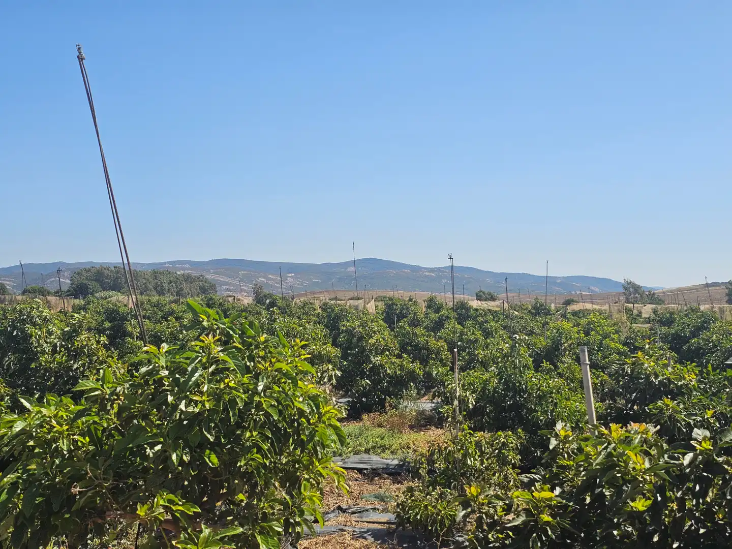 Terreno rustico in vendita a Benalup-Casas Viejas, imagen 11
