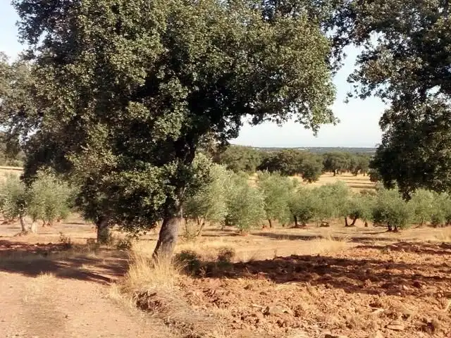 Terreny residencial en venda a Villanueva del Duque, imagen 4