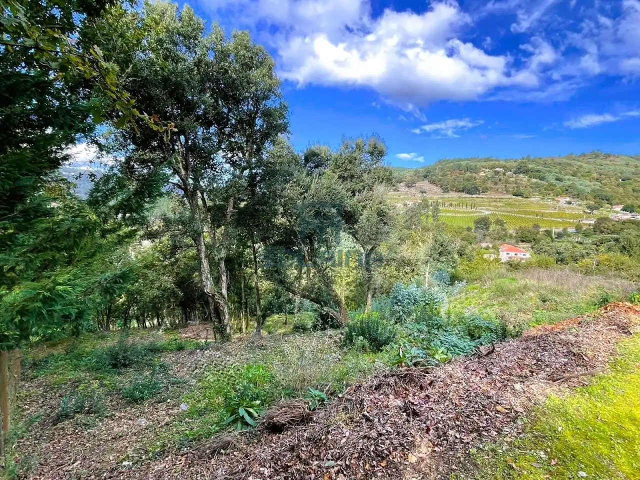 Terreni e lotti in vendita a San Rosendo, imagen 14