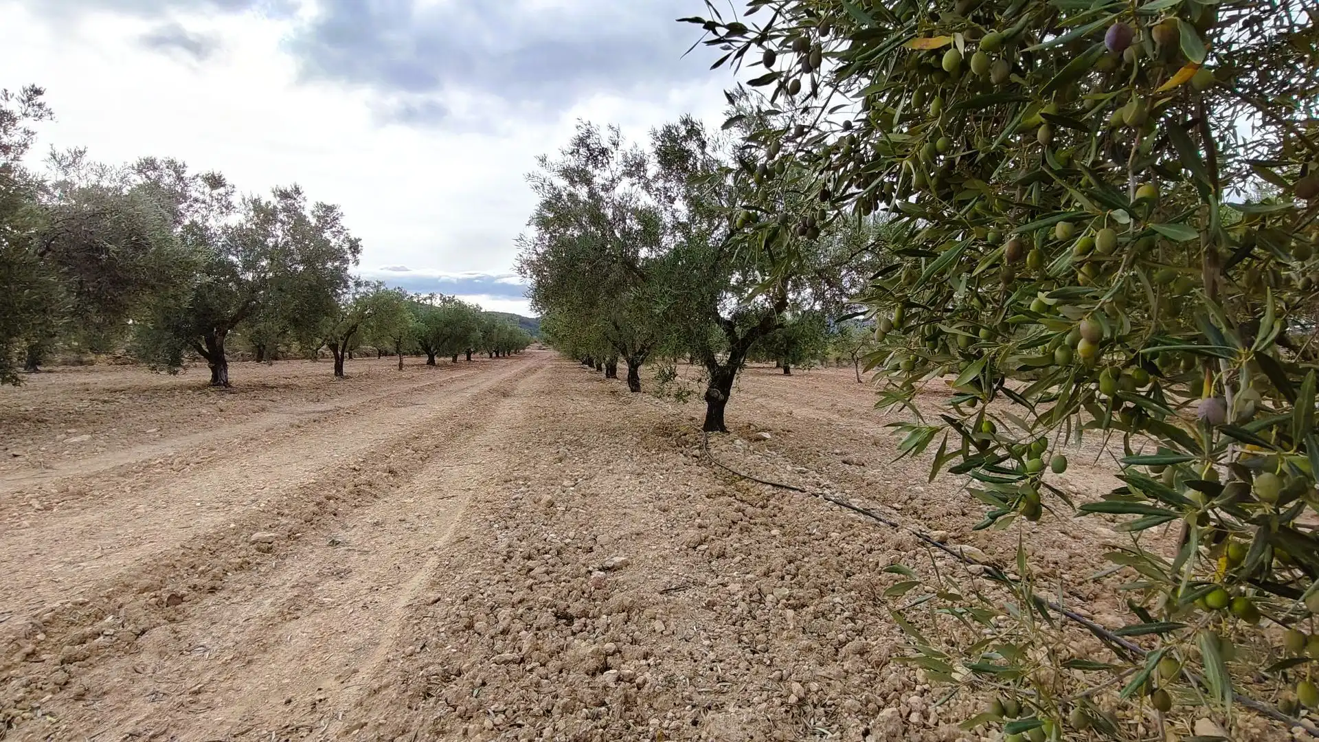 Terreno rústico en venta en Monóvar  / Monòver, imagen 4