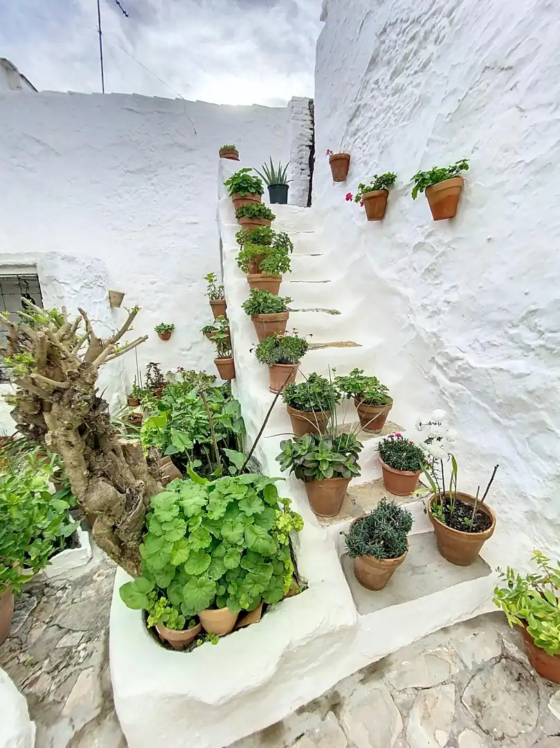 Jardí de Casa o xalet en venda en Medina Sidonia amb Terrassa, Moblat i Balcó
