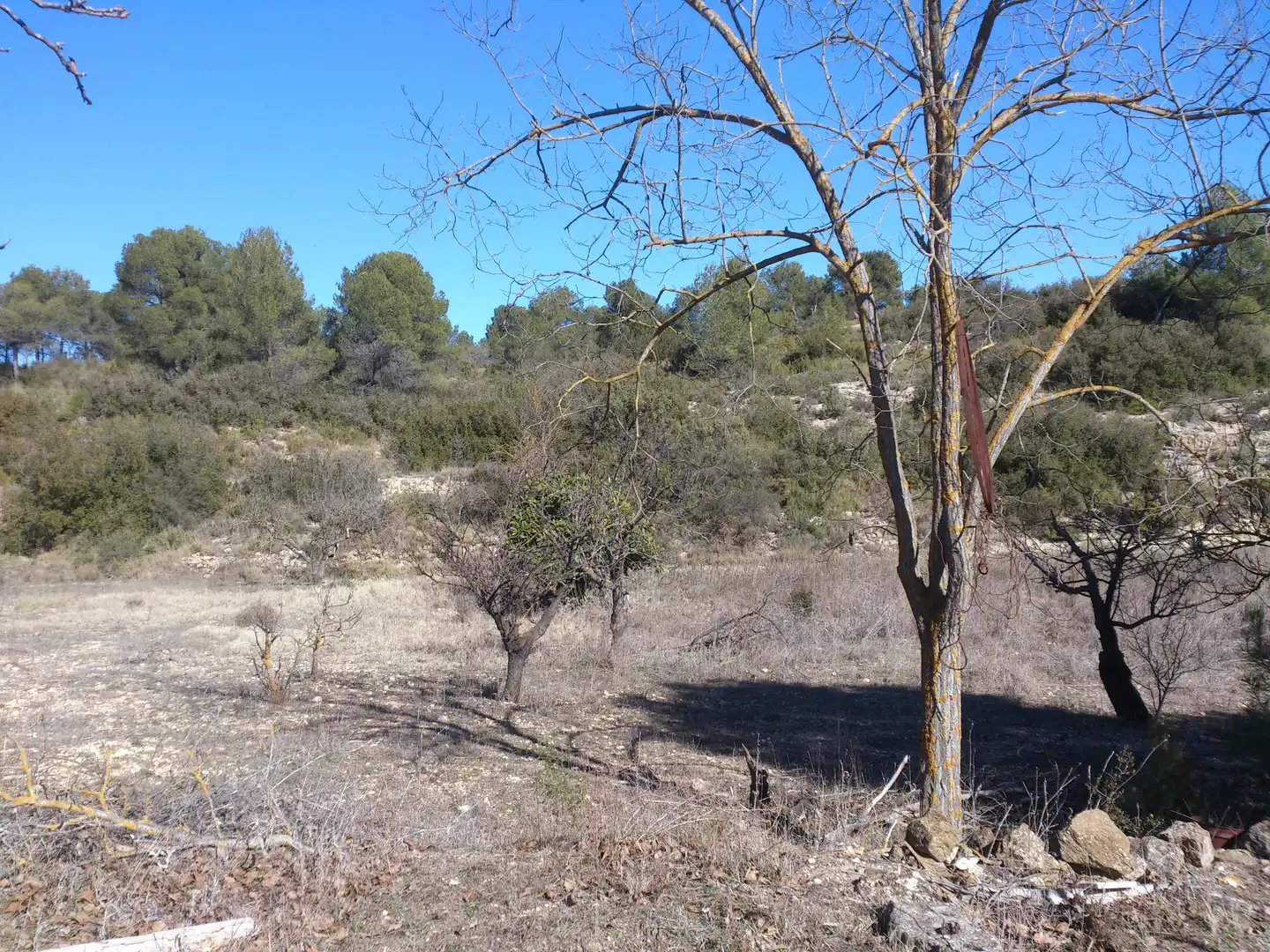 Country homes for sale in La Font de la Figuera