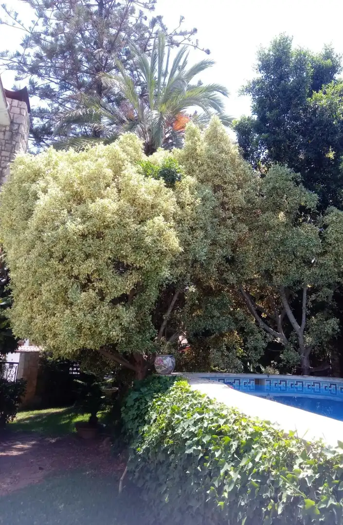 Jardín de Casa o chalet en venta en Torrent con Aire acondicionado, Jardín privado y Terraza