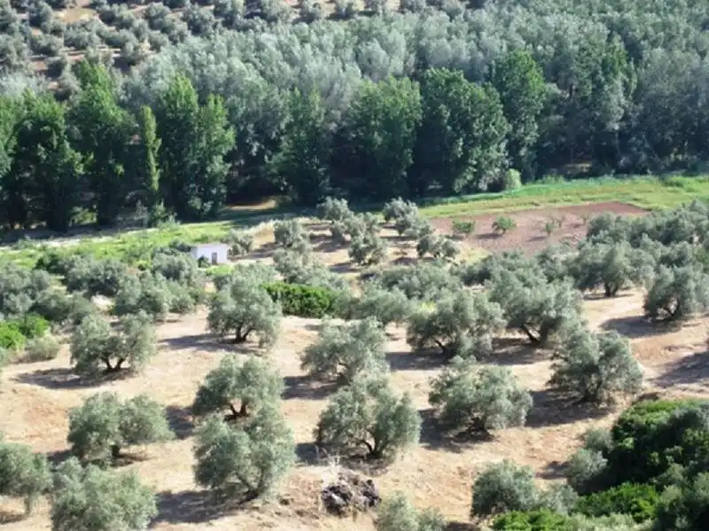 Terreni e lotti in vendita a Navas de San Juan, imagen 3