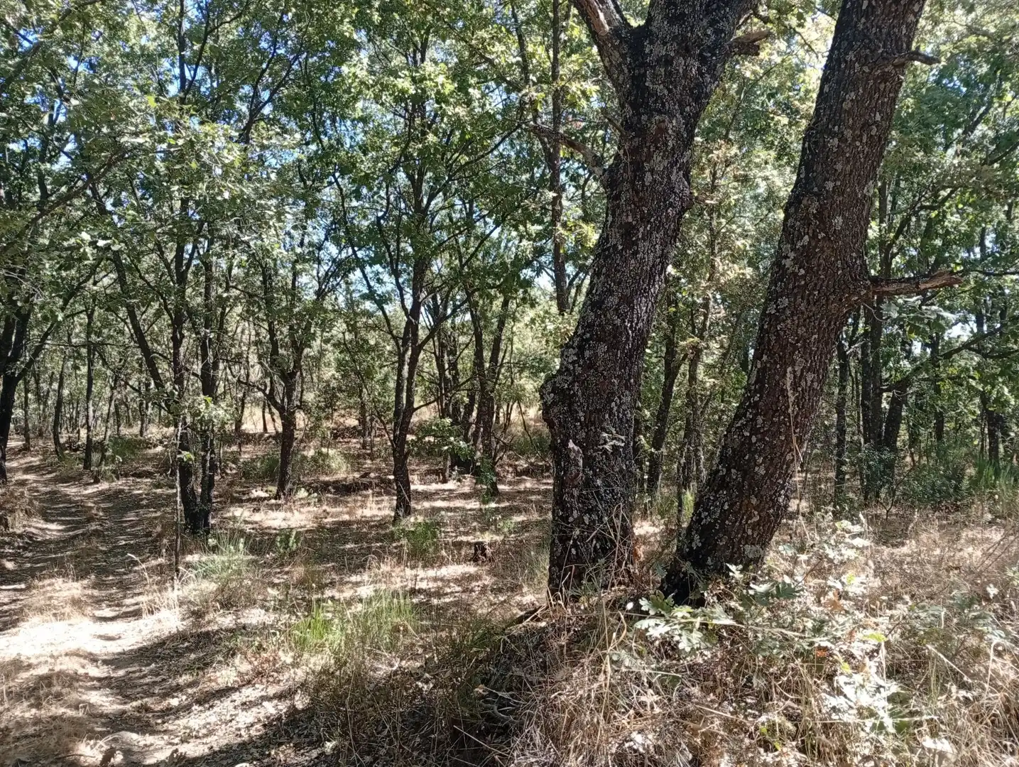 Terreni e lotti in vendita a Villanueva de la Vera, imagen 110