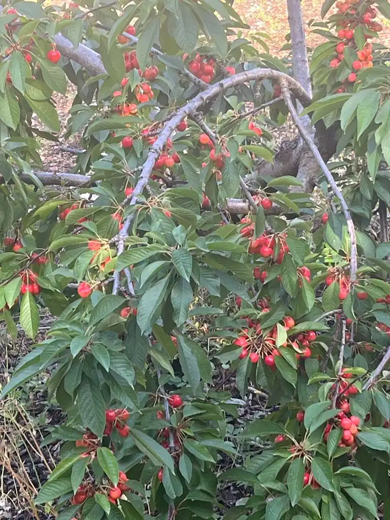 Jardín de Terreno en venta en Vianos