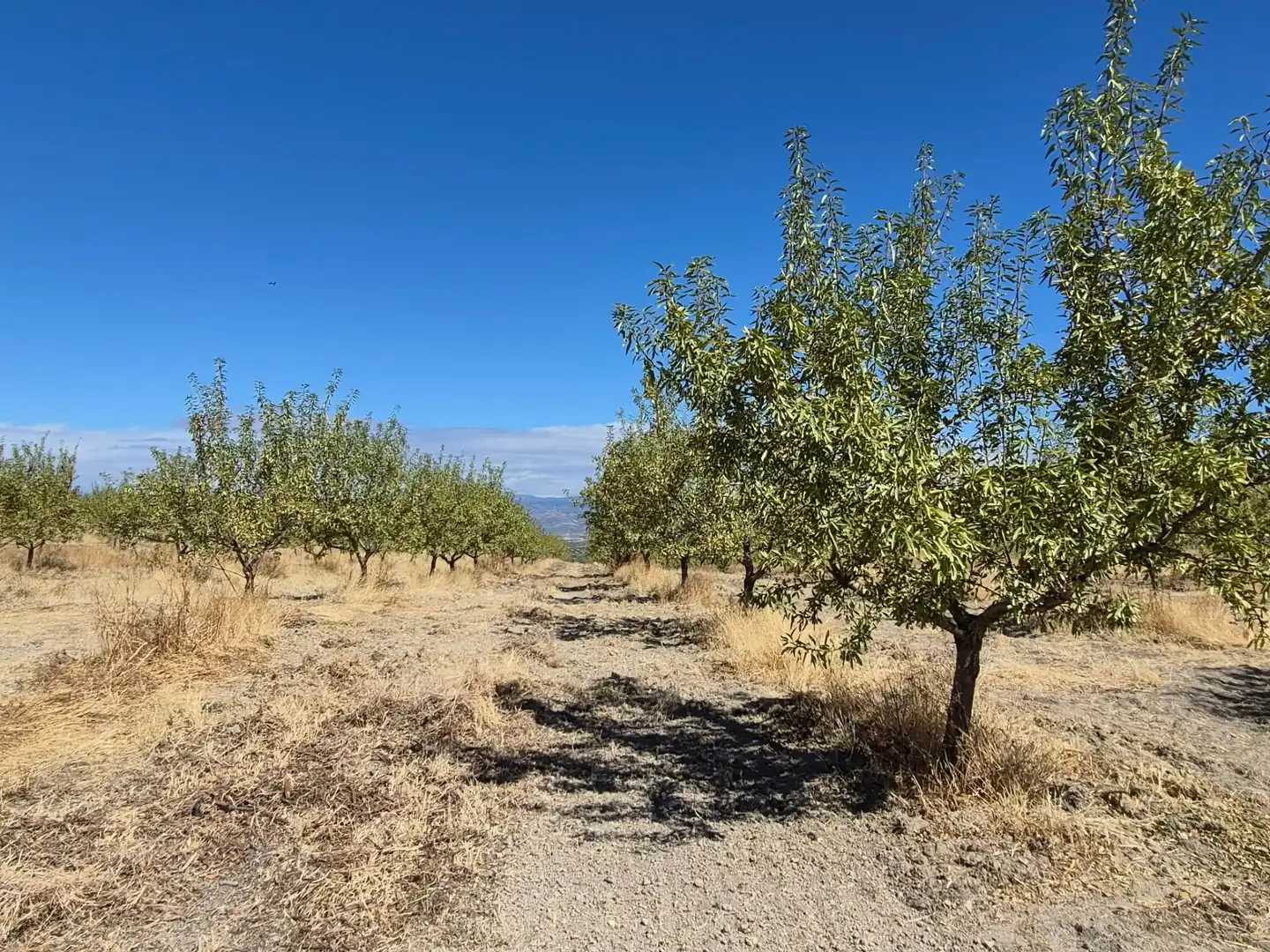 Terreny rústic en venda a Alhama de Granada, imagen 31