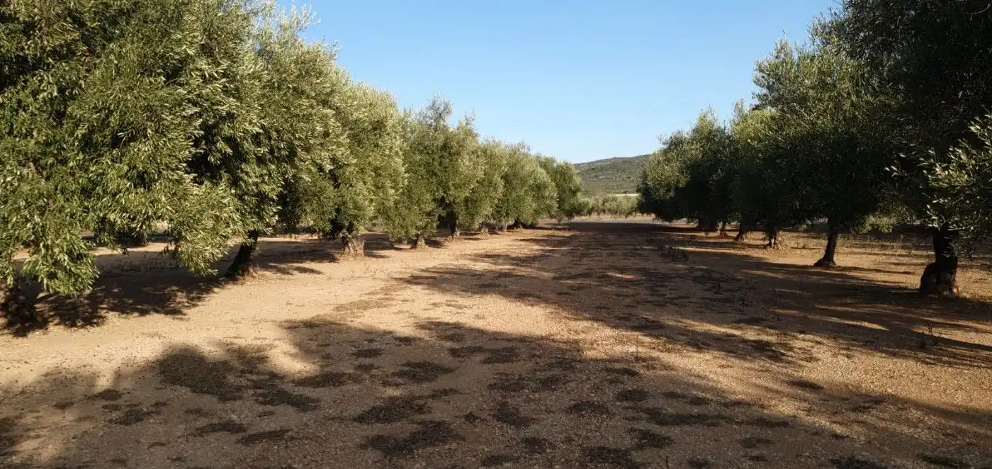 Rural land for sale in Godall