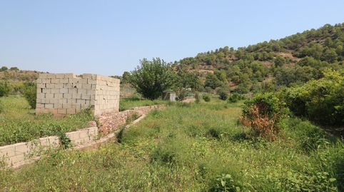 TERRENO DE 2 HANEGADAS ENTRE PETRES Y ALBALAT TARONGERS, imatge 5
