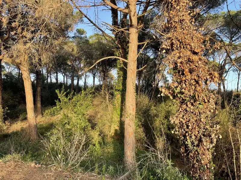 Residential land for sale in INDUSTRIAL CN II, POLIGONO 18, PARCELA 44, imagen 11