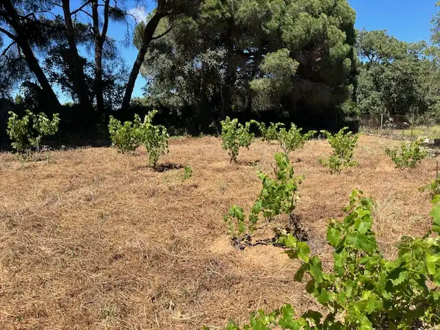 Finca rústica en venta en Vejer de la Frontera