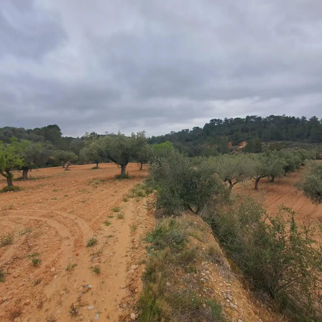 Rustikales Grundstück zum Verkauf in El Pinell de Brai, imagen 5