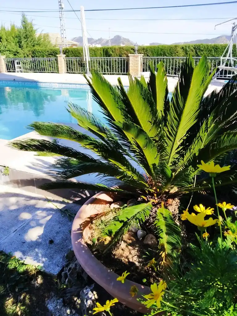 Vista exterior de Casa o chalet en venta en L'Alcúdia de Crespins con Piscina