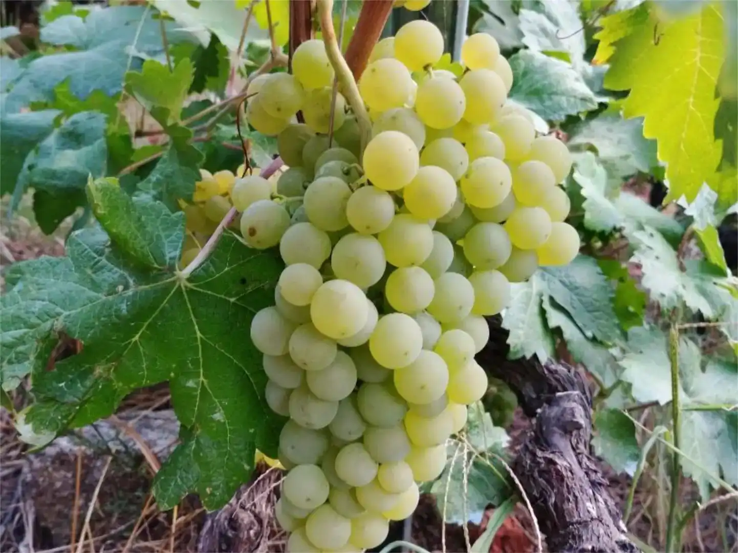 Jardín de Terreno en venta en O Saviñao 